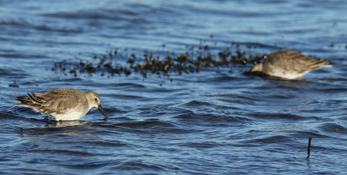 Dunlin - ML500993241