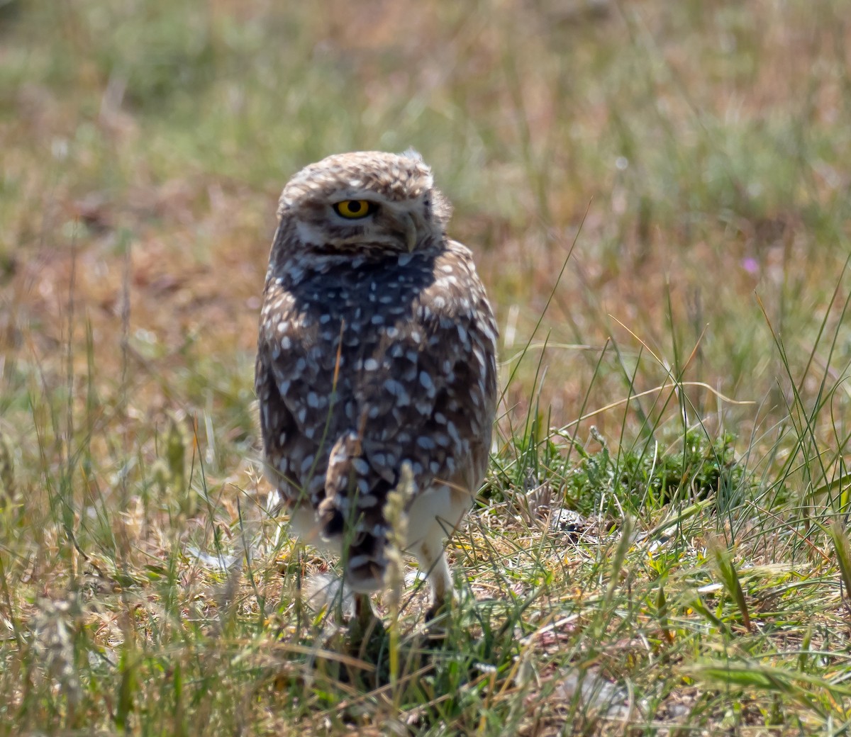 Burrowing Owl - ML500996241