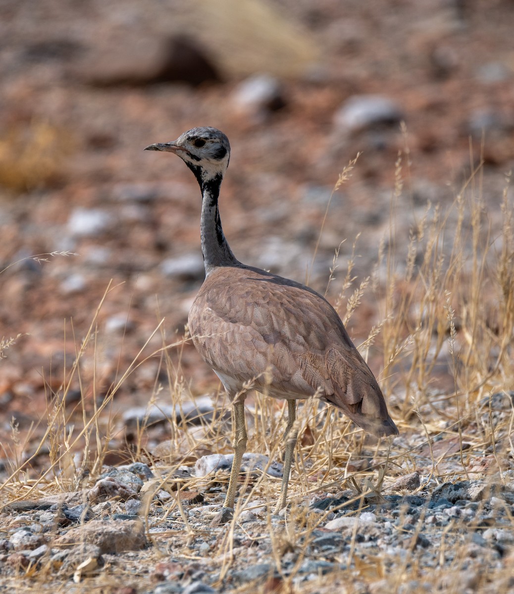 Rüppell's Bustard - ML500996871