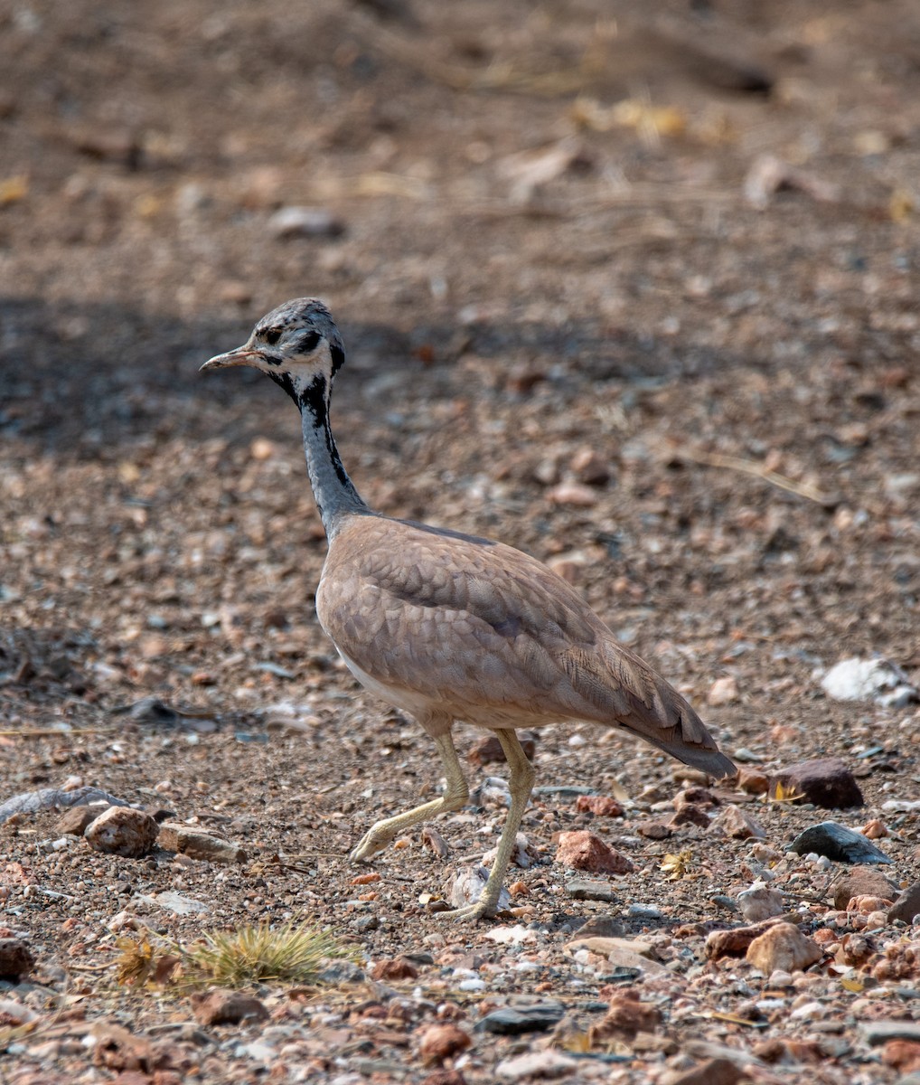 Rüppell's Bustard - ML500996881