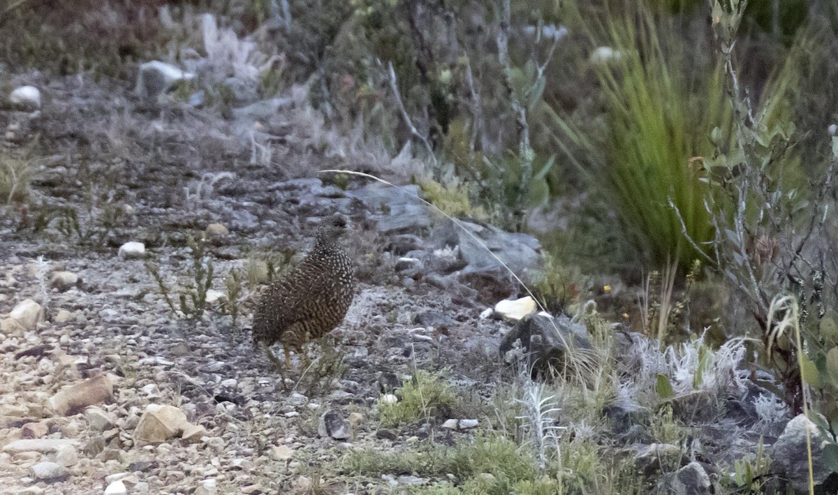 Snow Mountain Quail - ML500996891