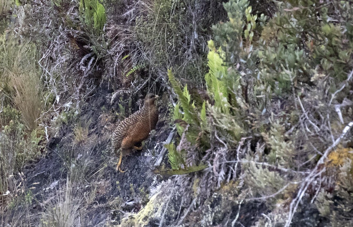 Snow Mountain Quail - ML500996901