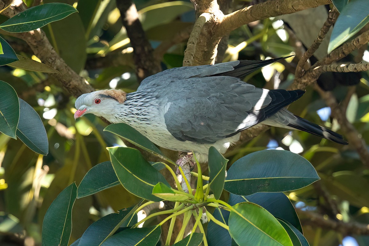 Topknot Pigeon - David Irving
