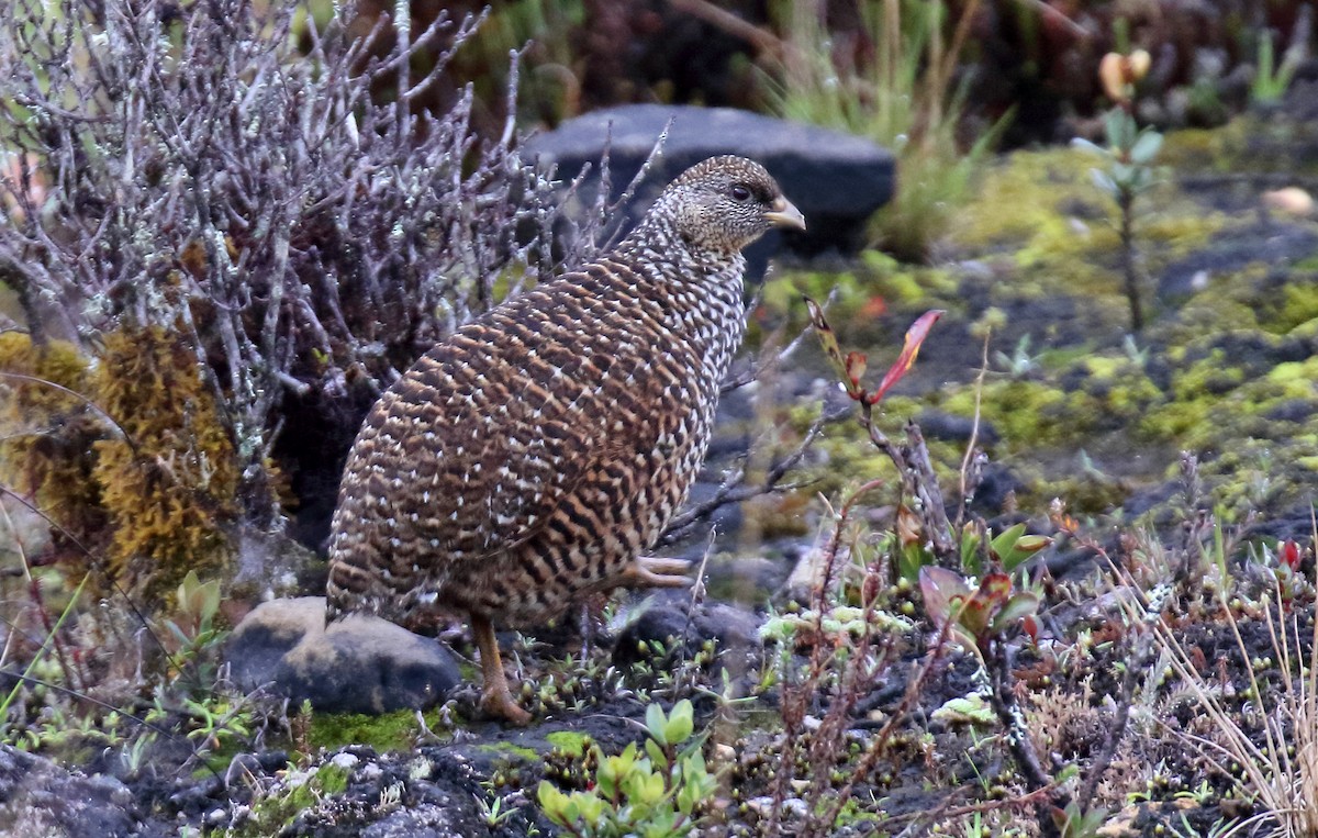 Snow Mountain Quail - ML500997121