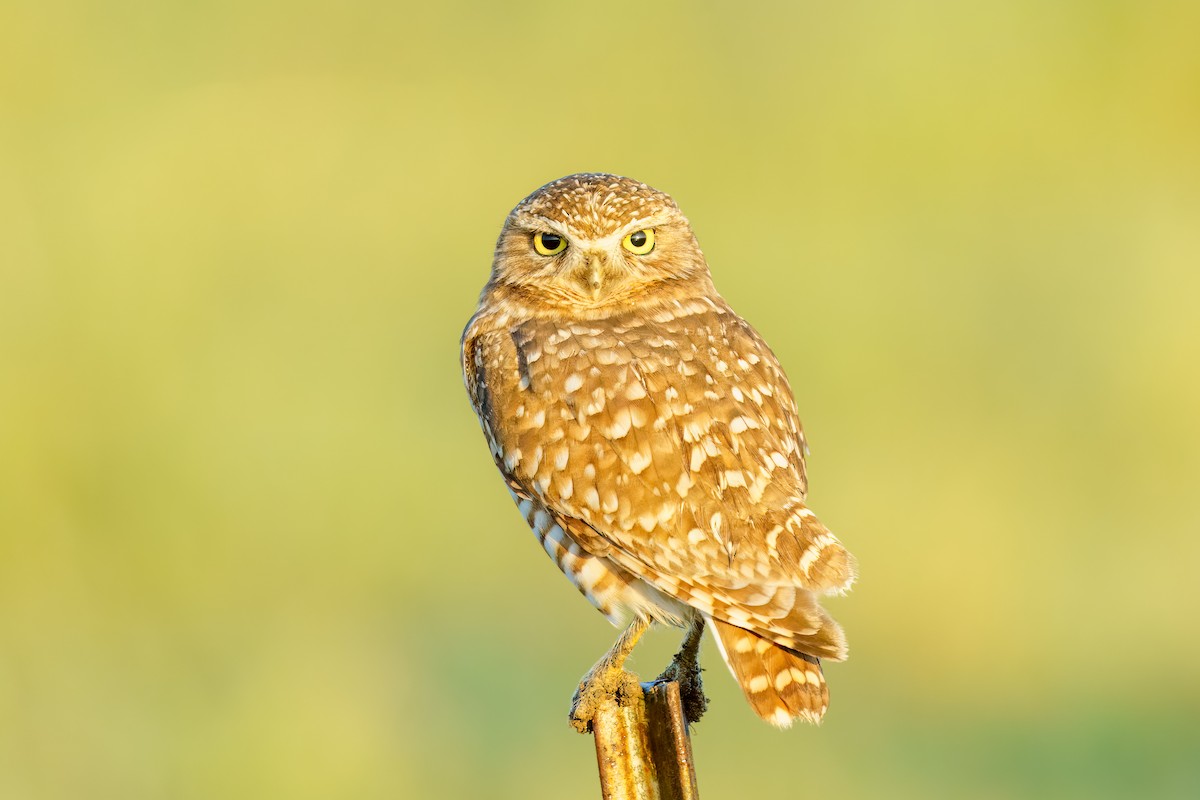 Burrowing Owl - ML500997251