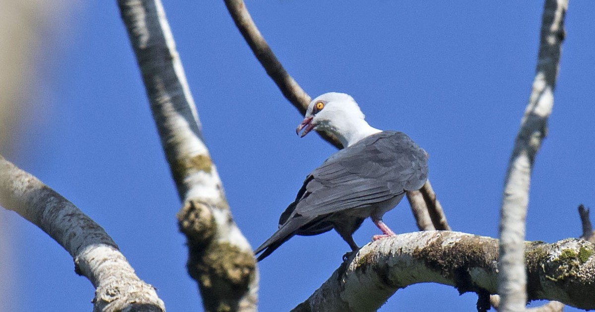 Pied Cuckoo-Dove - ML500997401