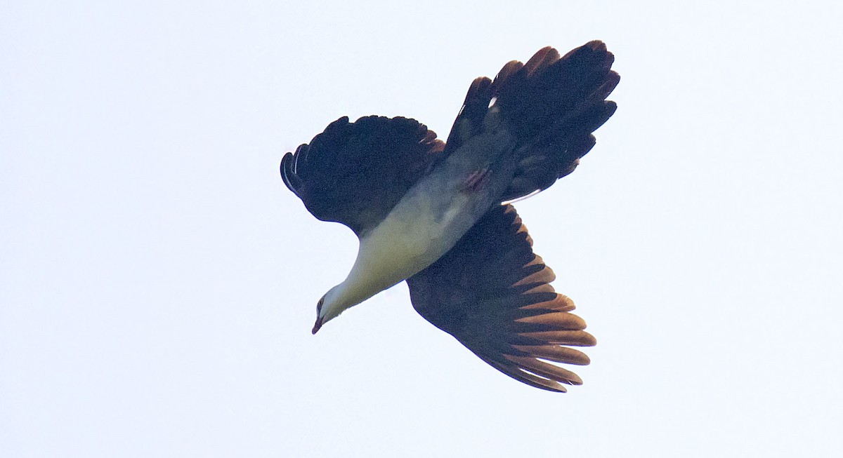 Pied Cuckoo-Dove - ML500997431