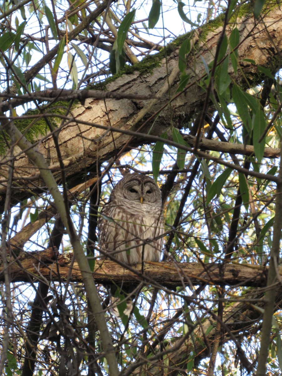 Barred Owl - ML500999181