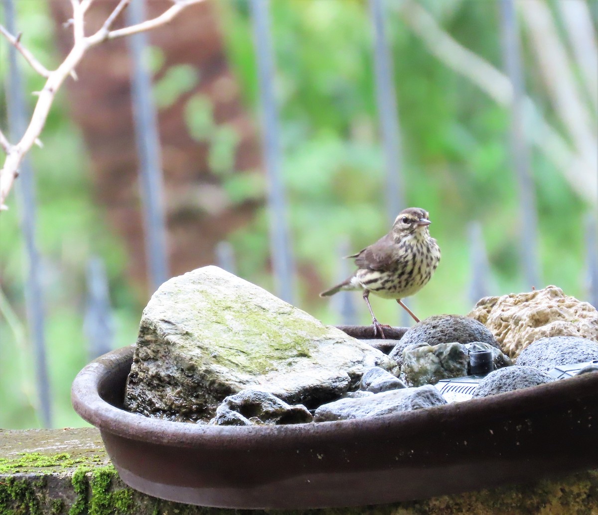 Northern Waterthrush - Ann Van Denburgh