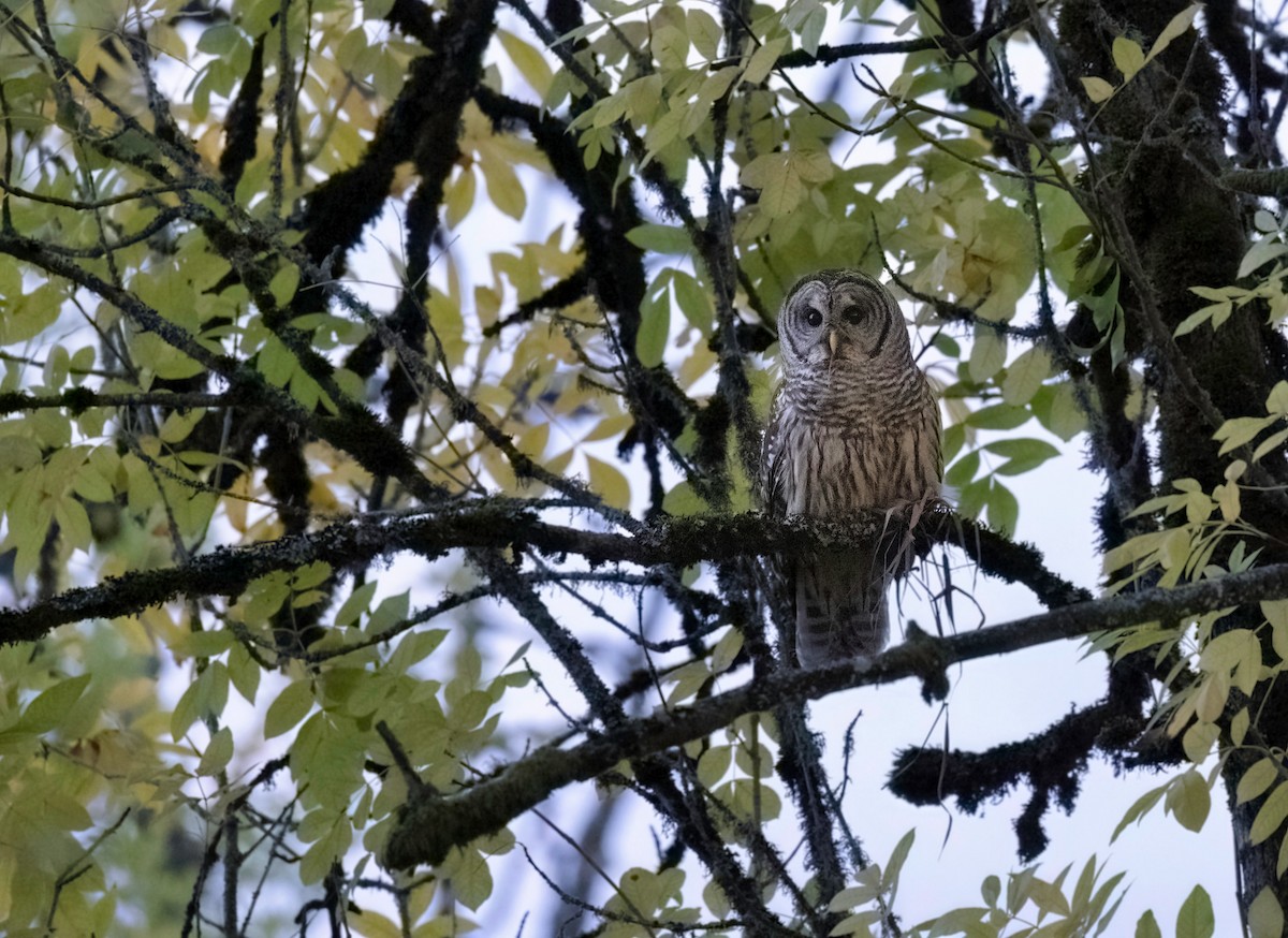 Barred Owl - Ken Pitts