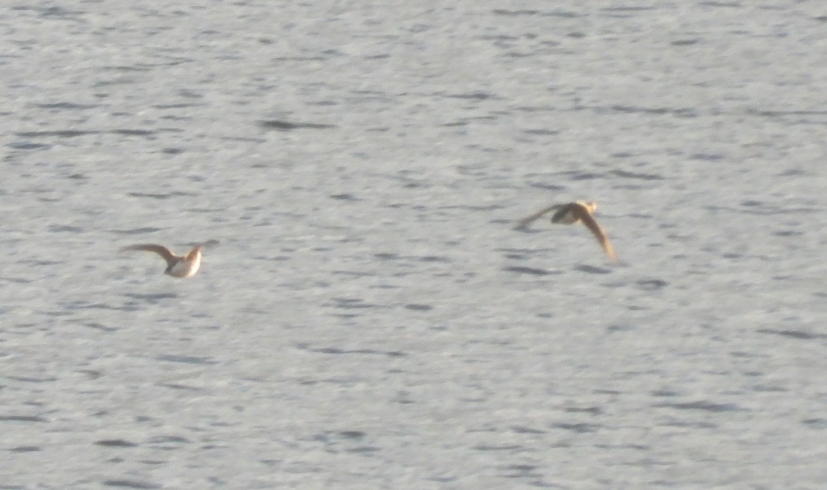 Long-tailed Duck - Kalin Ocaña