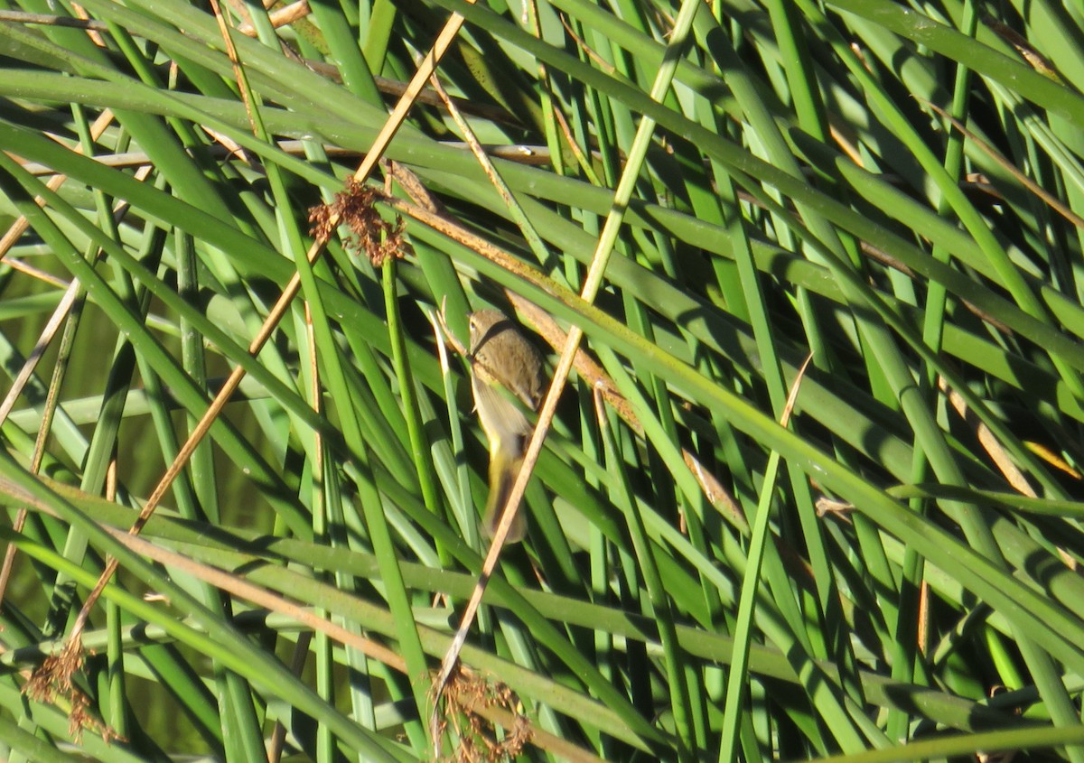 Palm Warbler - ML500999911