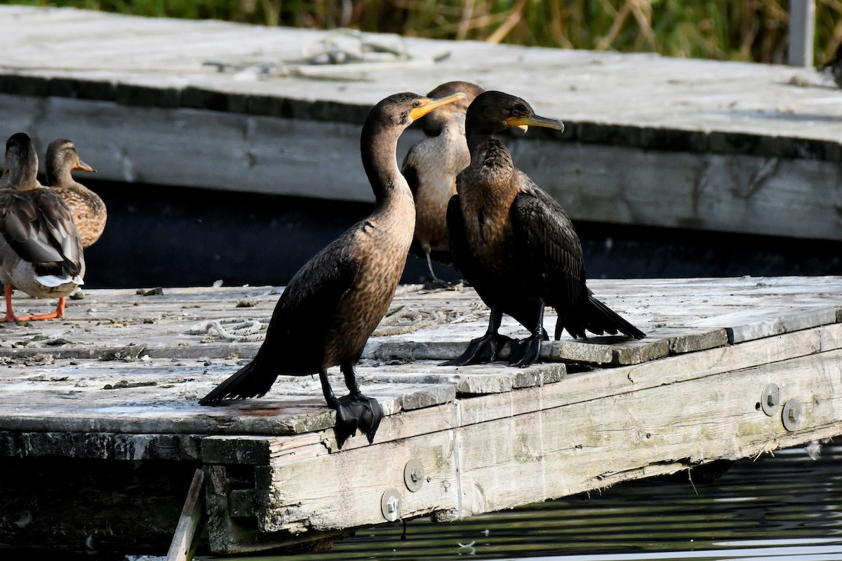 Double-crested Cormorant - Nate Badger