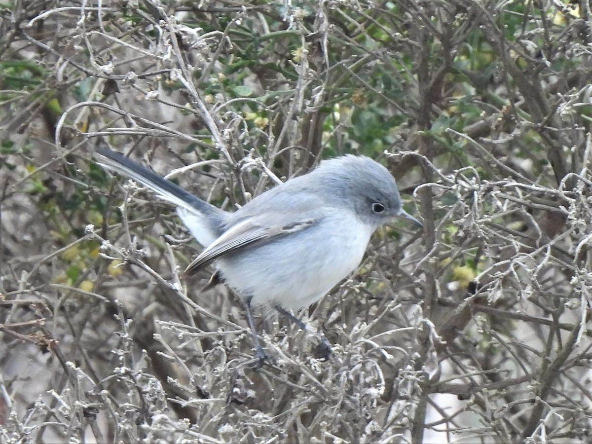 Blue-gray Gnatcatcher - ML501000741