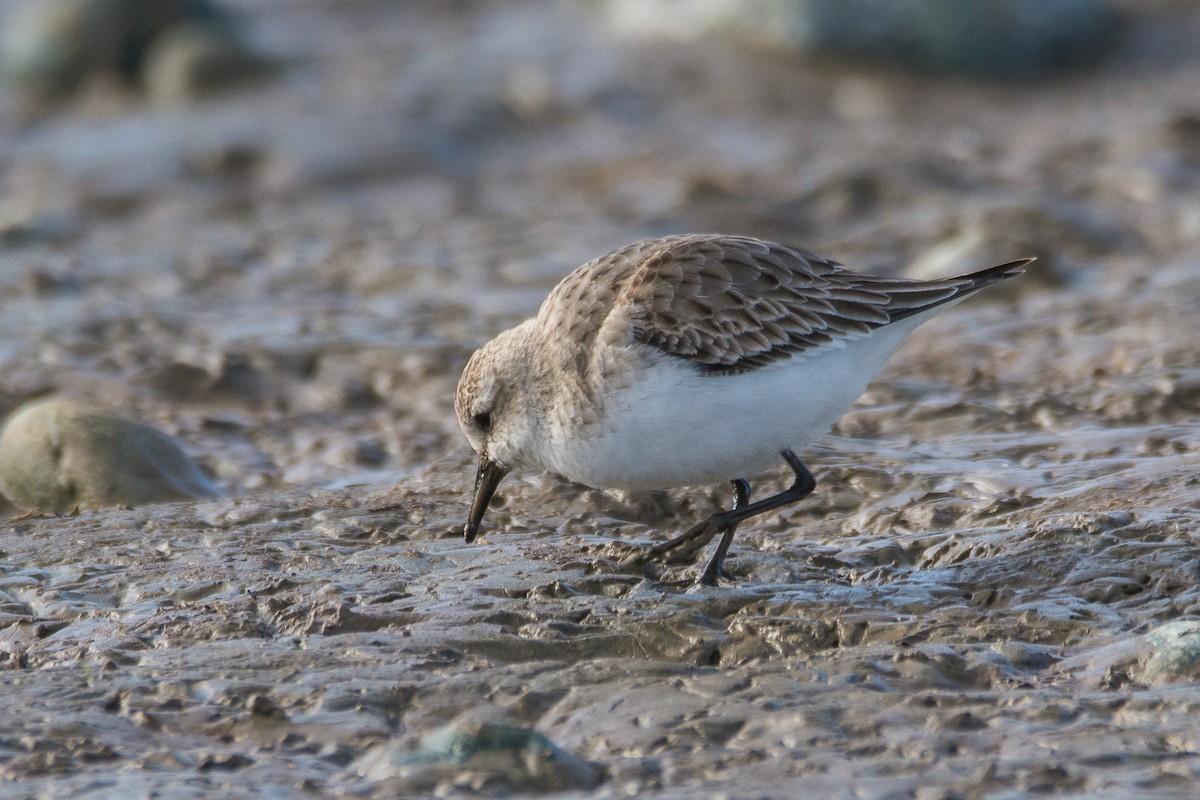 Red-necked Stint - ML501001091