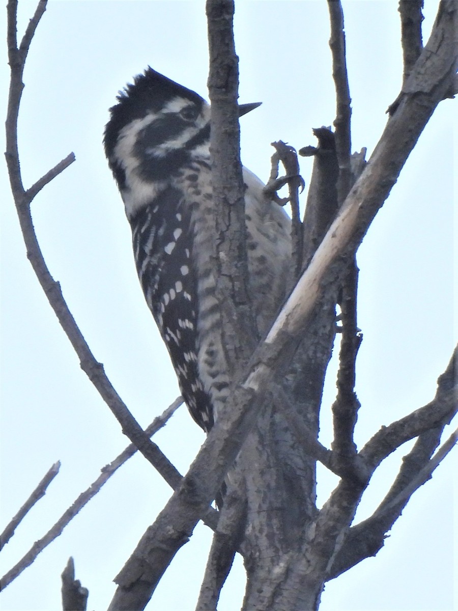 Nuttall's Woodpecker - ML501002641