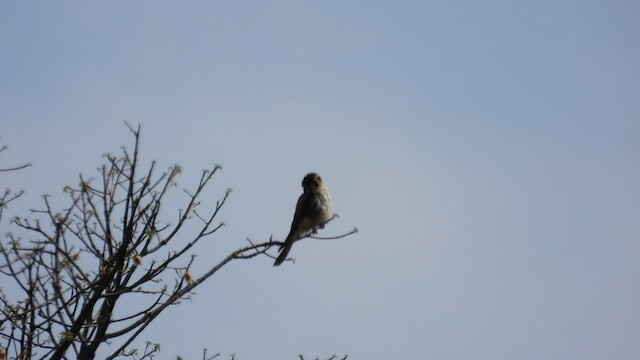 American Kestrel - ML501002821