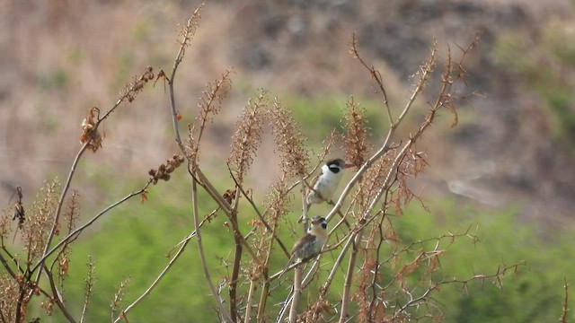 White-eared Puffbird - ML501002841