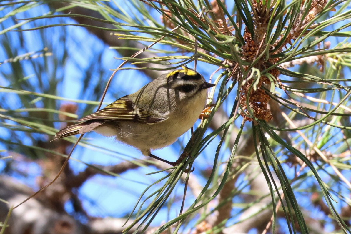 Golden-crowned Kinglet - Stephen Chan