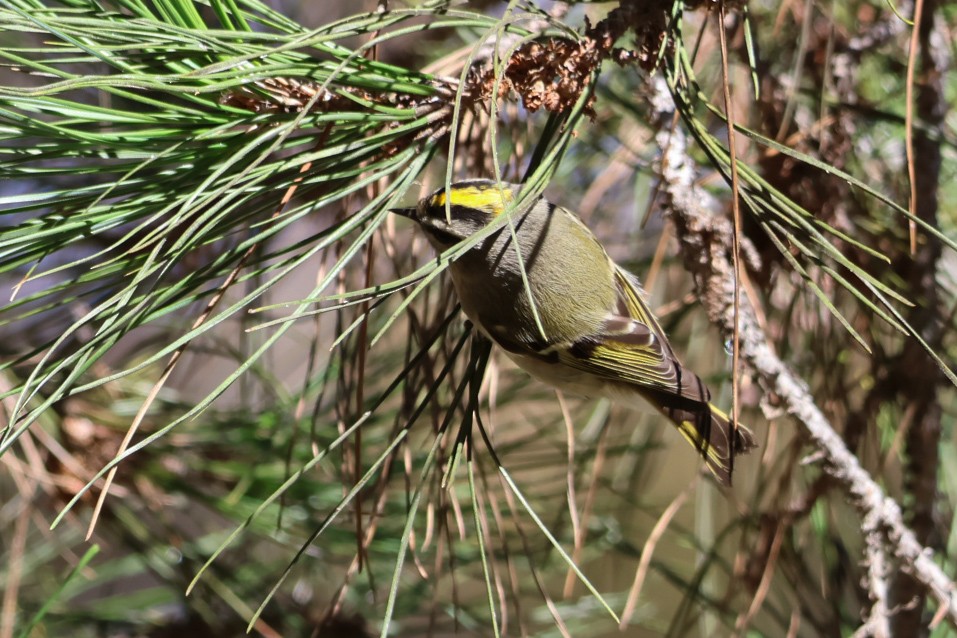 Golden-crowned Kinglet - Stephen Chan