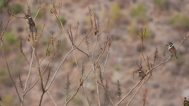 Weißohr-Faulvogel - ML501004021