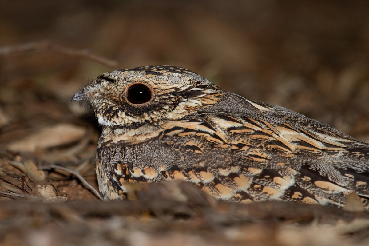 Spotted Nightjar - ML501004621