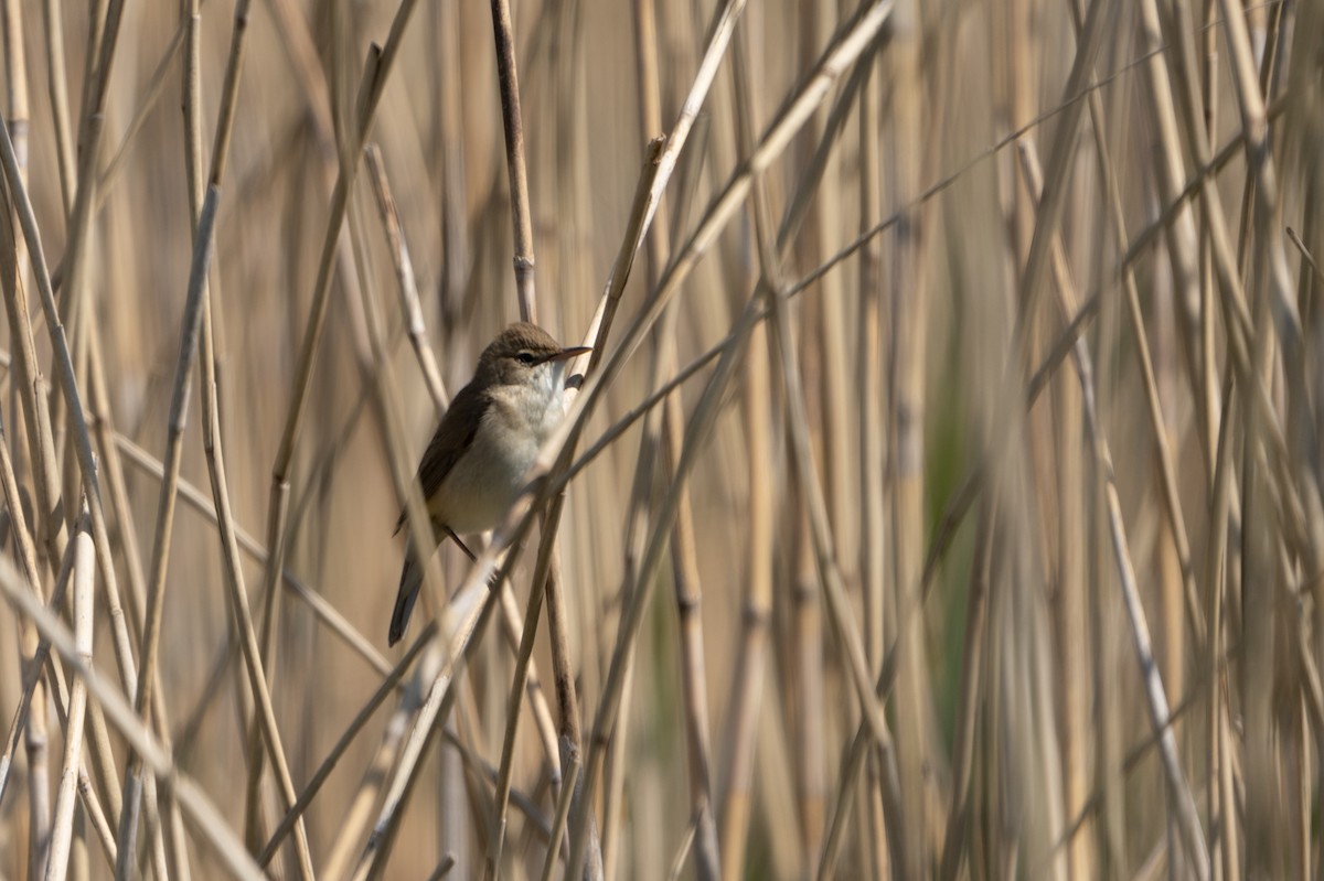 Common Reed Warbler - ML501004901