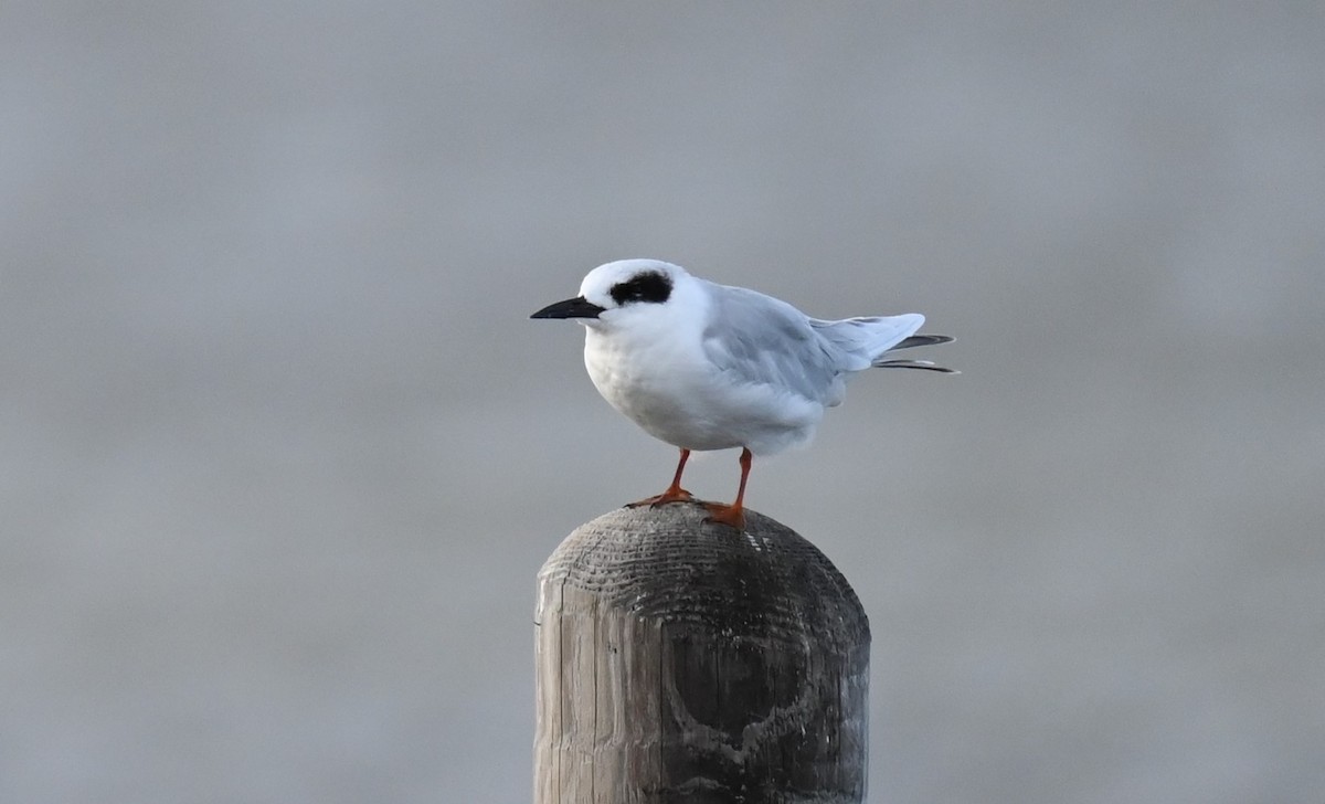 Forster's Tern - Michael Orgill