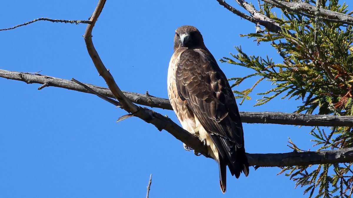 Red-tailed Hawk - ML501006241