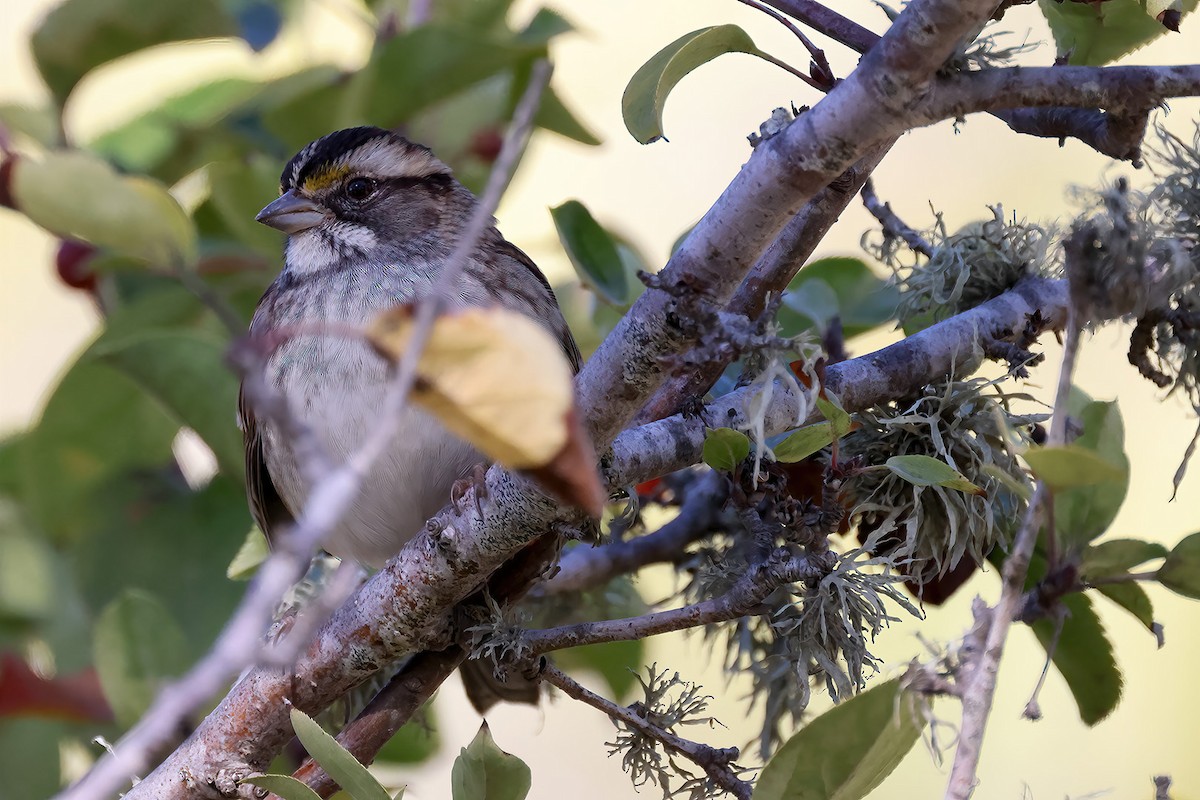 White-throated Sparrow - ML501006481