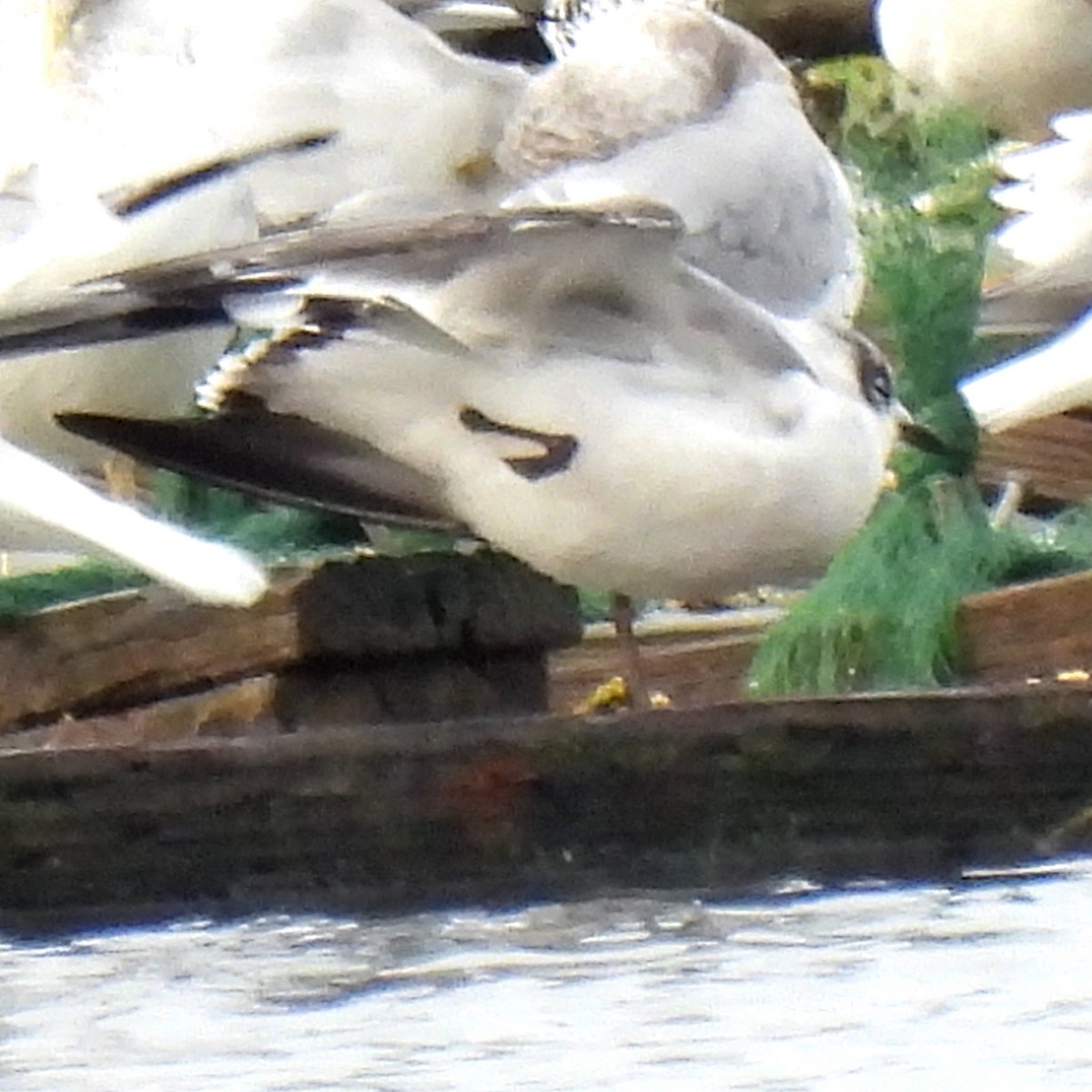 Franklin's Gull - ML501007121