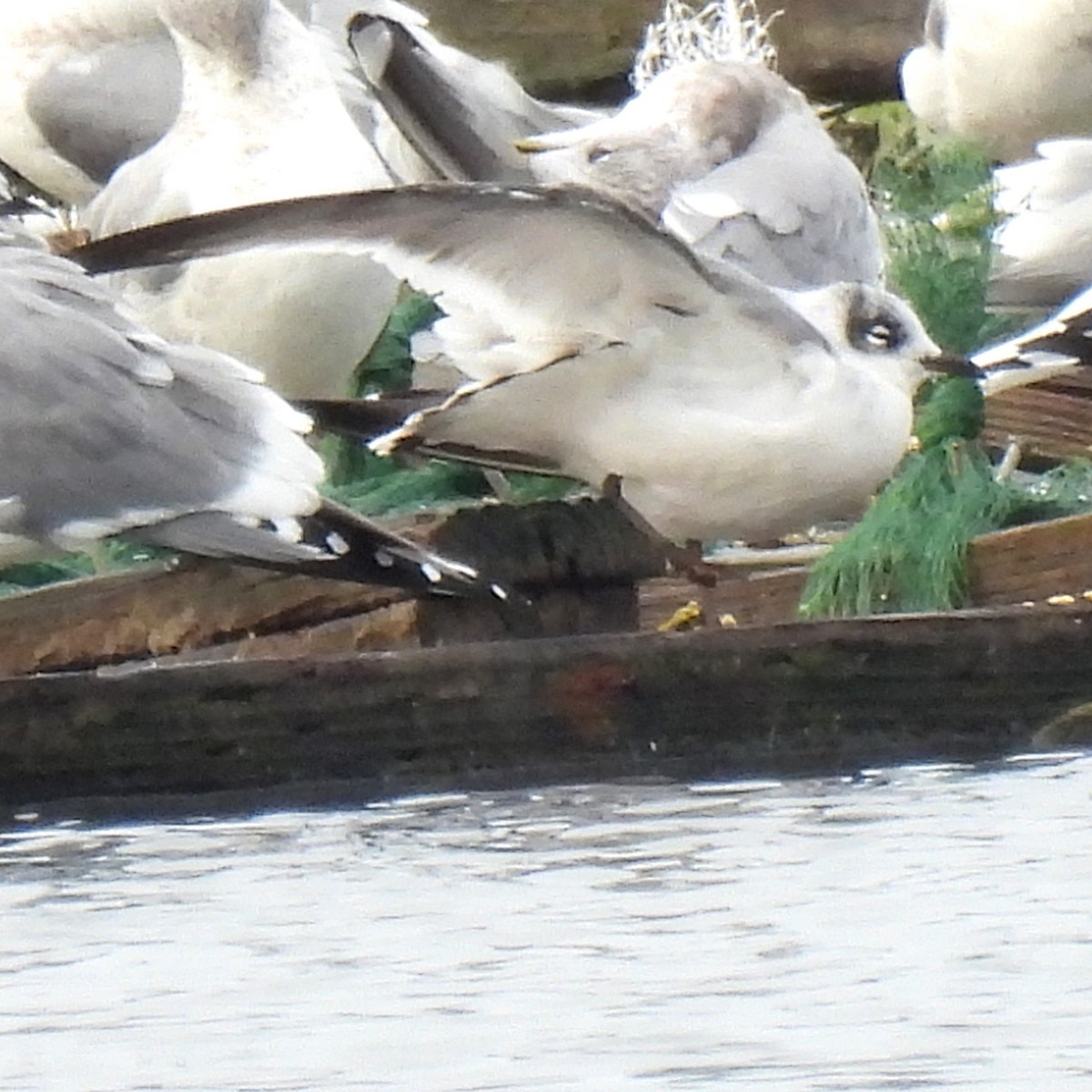 Franklin's Gull - ML501007131