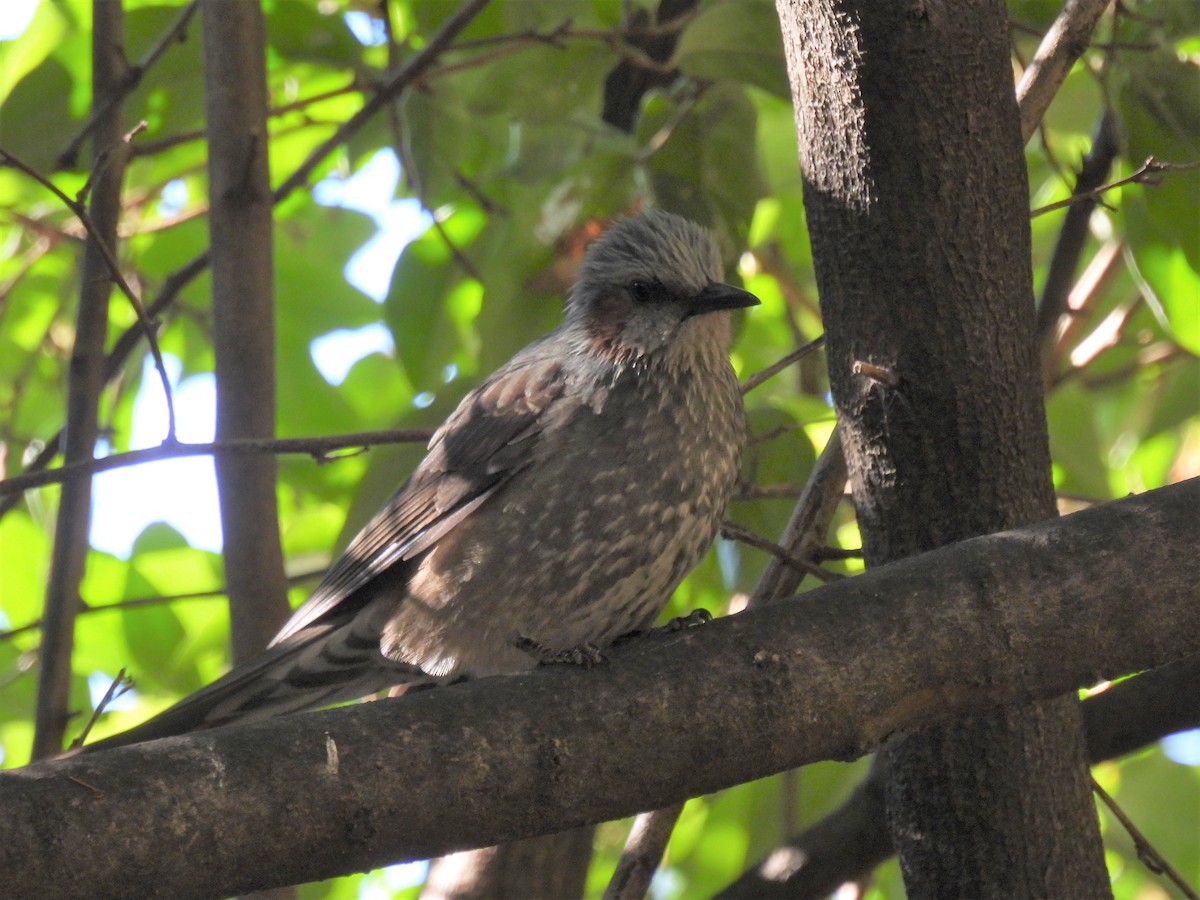 Brown-eared Bulbul - ML501009181