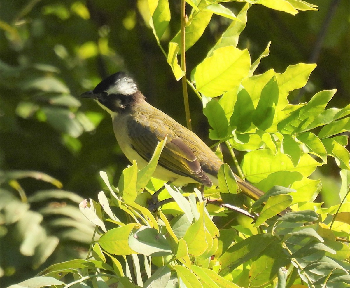 Light-vented Bulbul - ML501009671