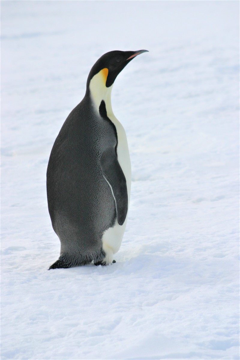 Emperor Penguin - Kev Bates