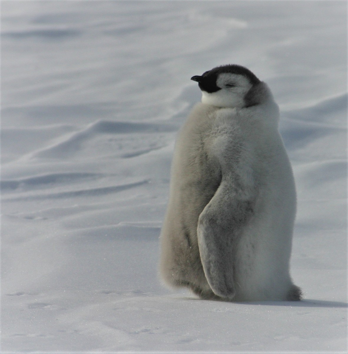 Emperor Penguin - ML501012831