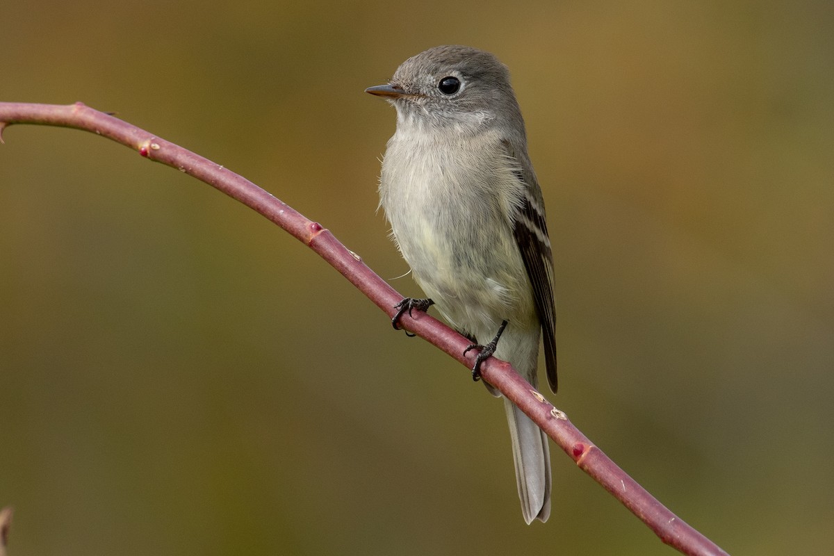 Hammond's Flycatcher - ML501013411