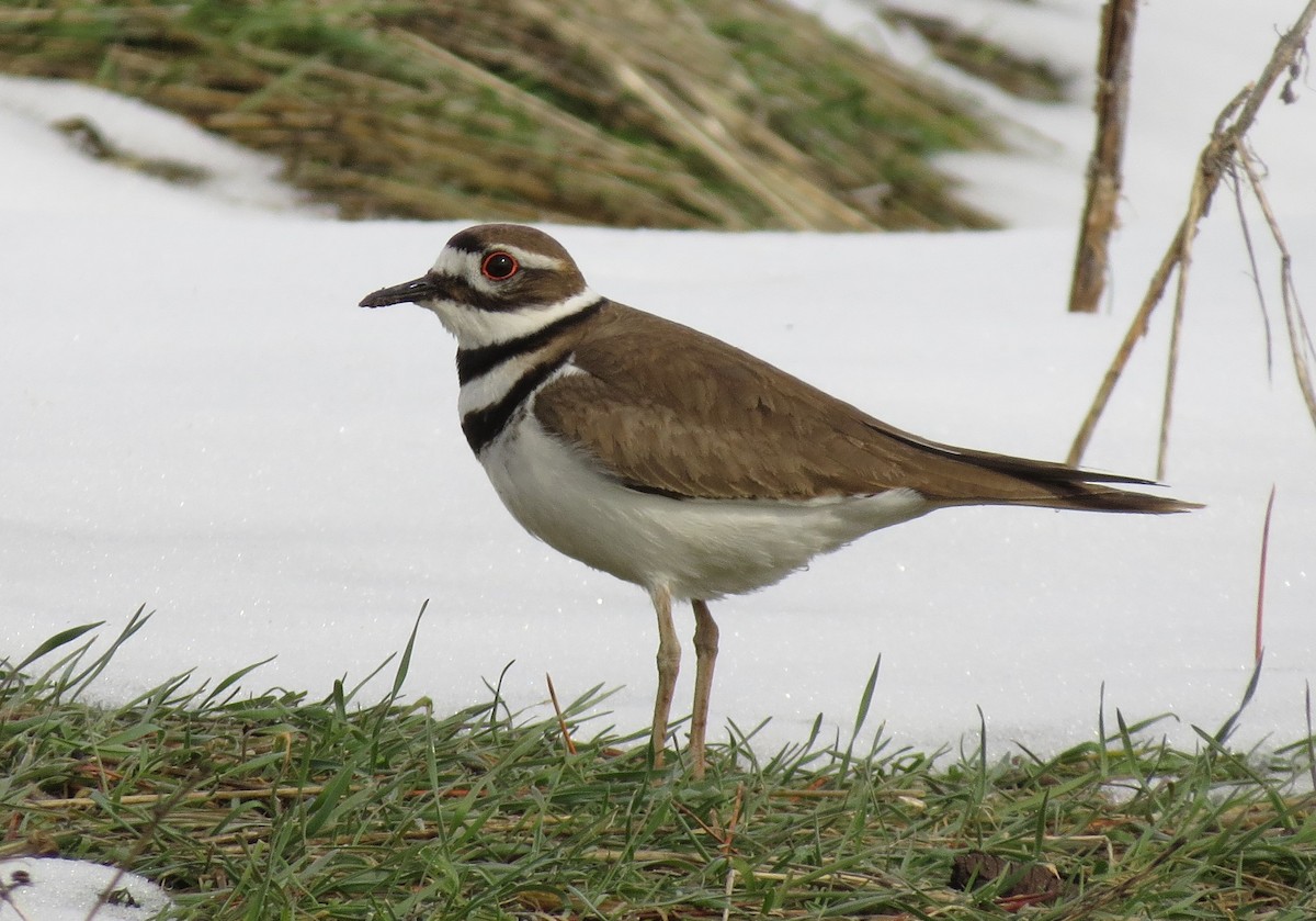 Killdeer - Sharyn Isom