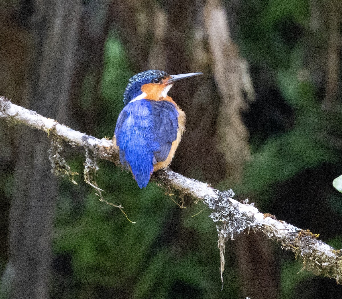 Malagasy Kingfisher - ML501014311