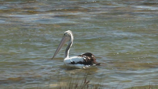 Australian Pelican - ML501015001