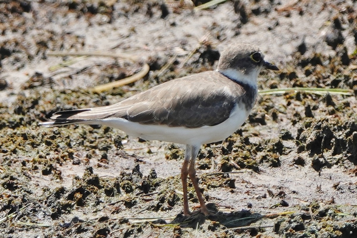 Little Ringed Plover - Richard Arnold