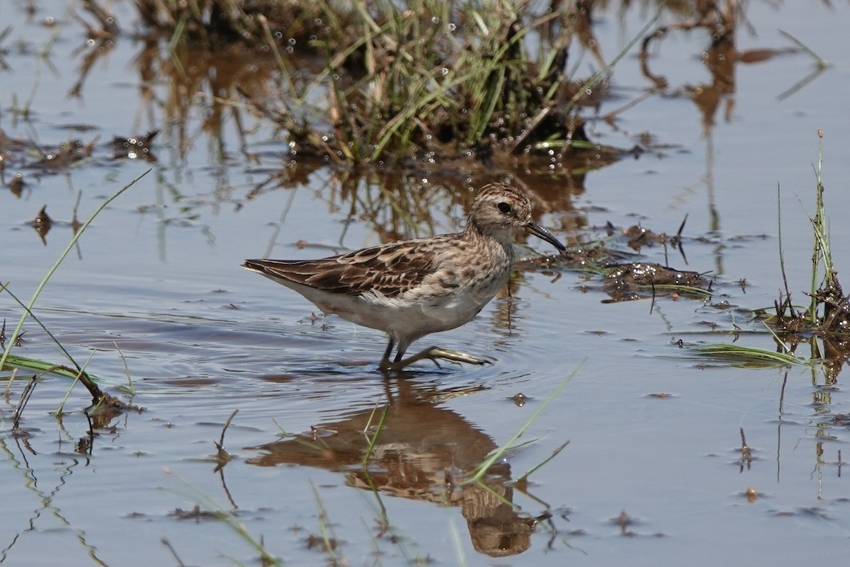 Long-toed Stint - ML501015941