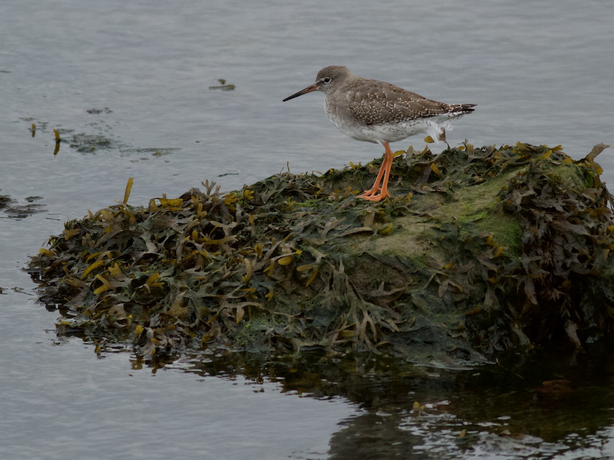 Common Redshank - ML501016001