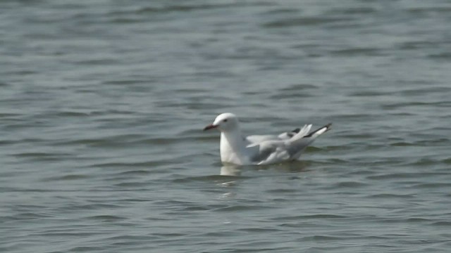 Slender-billed Gull - ML501016101