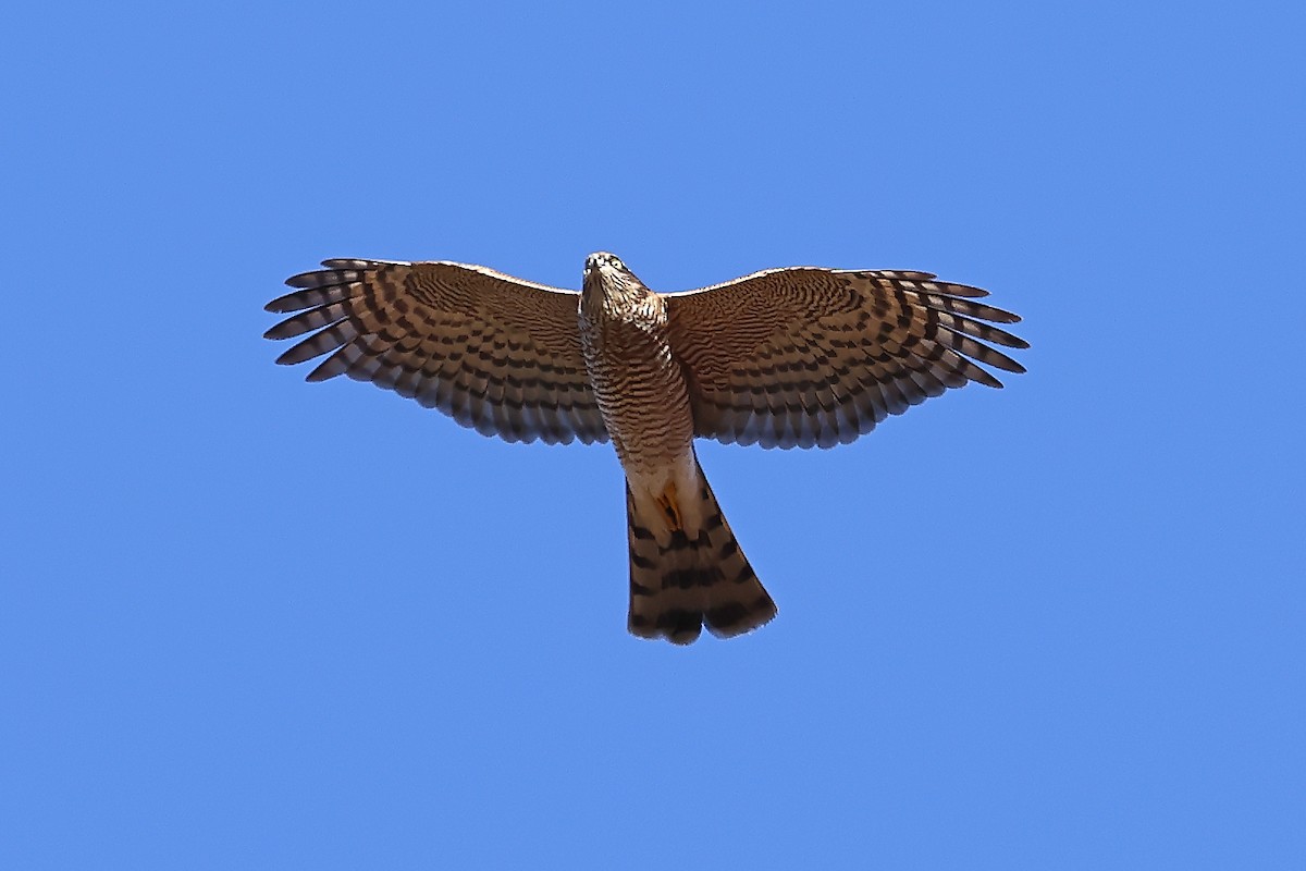 Eurasian Sparrowhawk - Kakul Paul