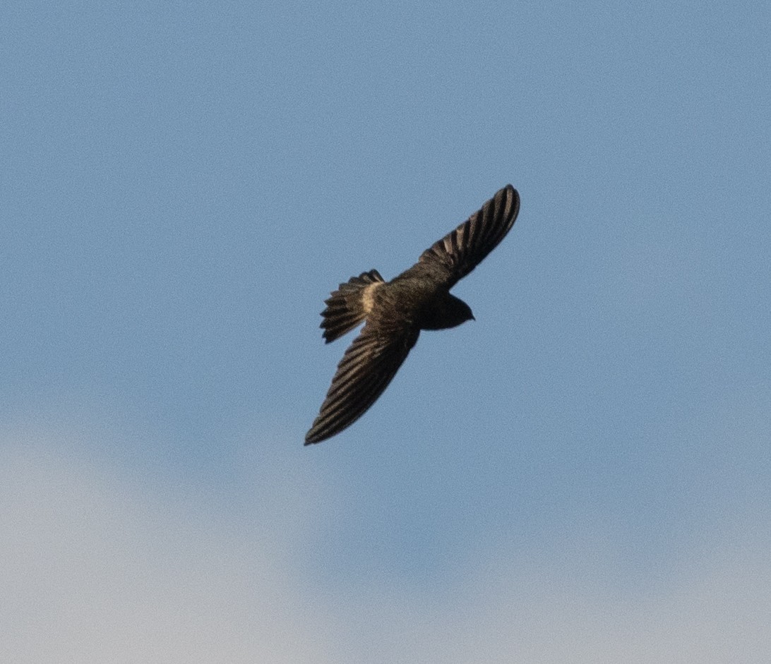 Madagascar Spinetail - ML501020741