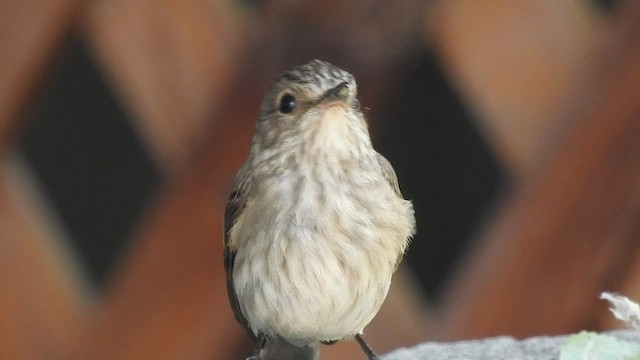 Spotted Flycatcher - ML501024181