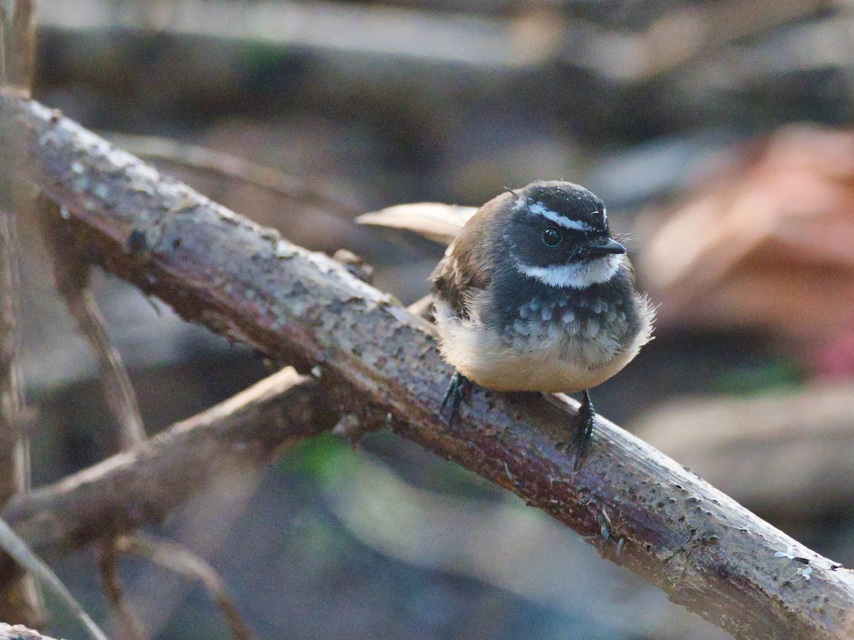 Spot-breasted Fantail - ML501026091
