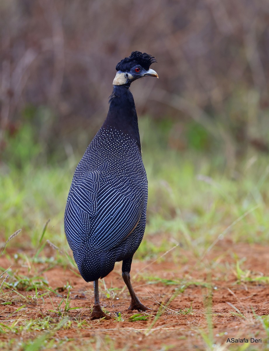 Southern Crested Guineafowl - ML501027121