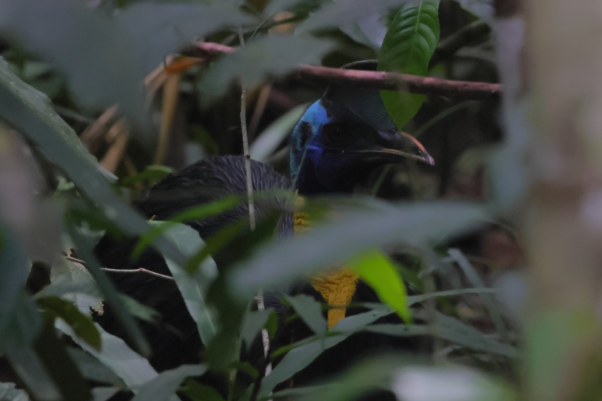 Northern Cassowary - ML501027271